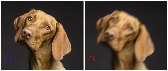 The same photo of a dog, sharp with a variance of 857 on the left and blurred with a variance of 46 on the right