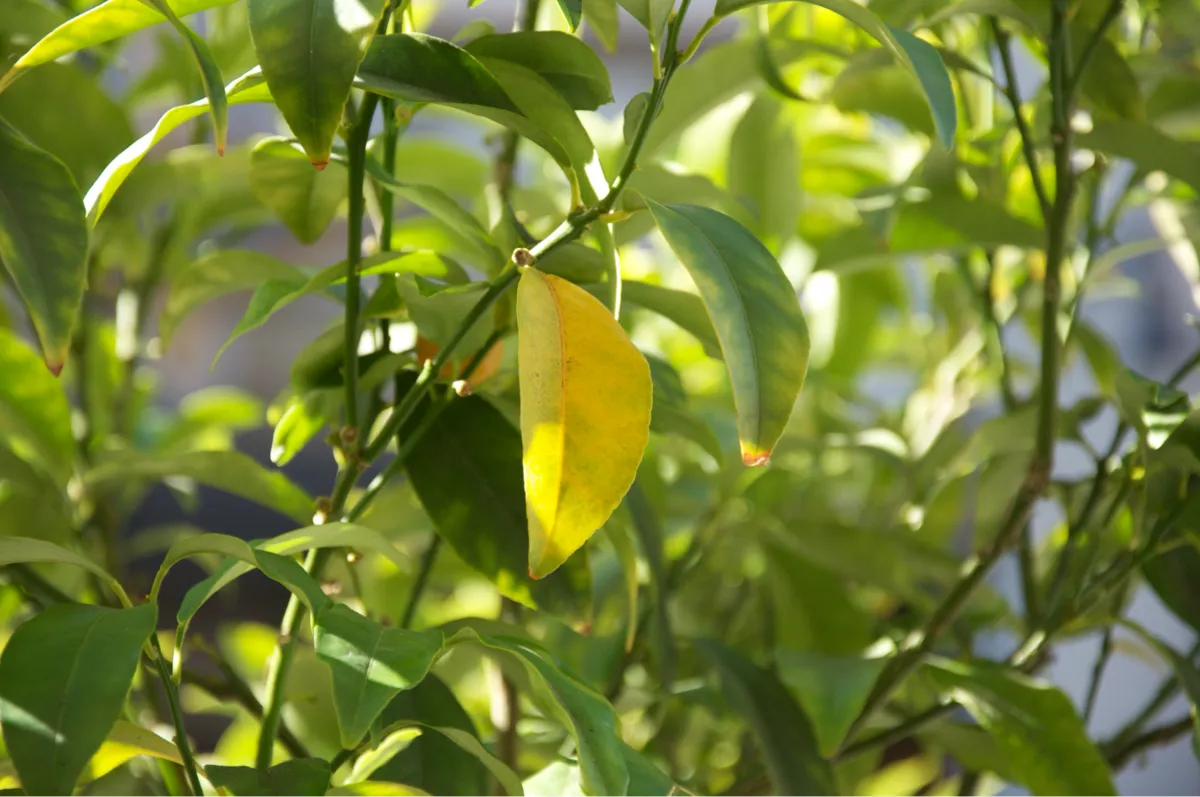 A yellow leaf on a lemon tree
