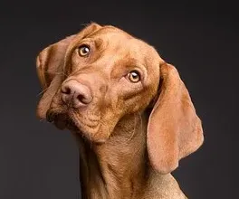 A portrait of a dog